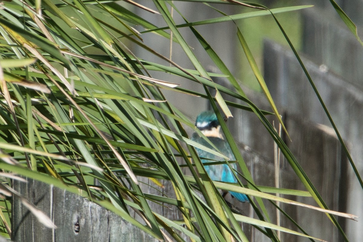 Sacred Kingfisher (Australasian) - ML617553498