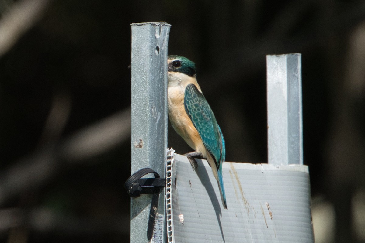 Sacred Kingfisher (Australasian) - ML617553499