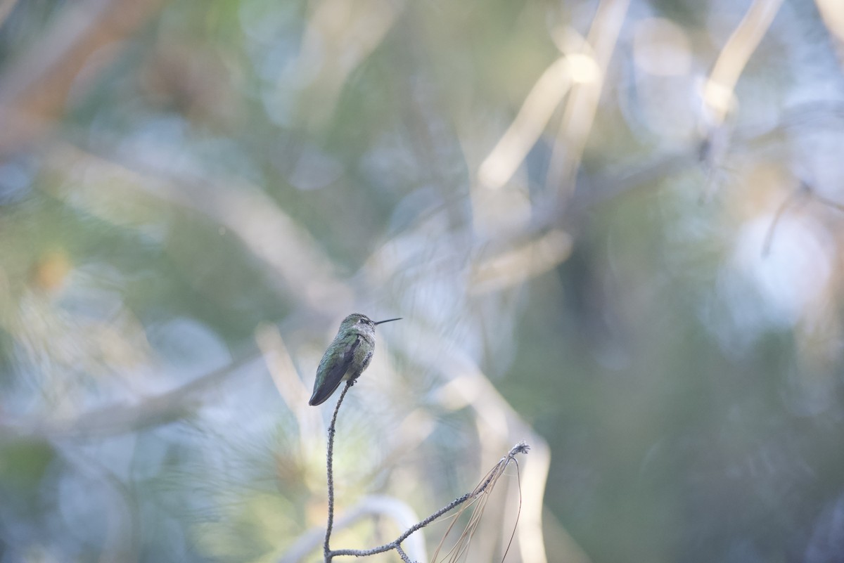 Anna's Hummingbird - Robert Carter