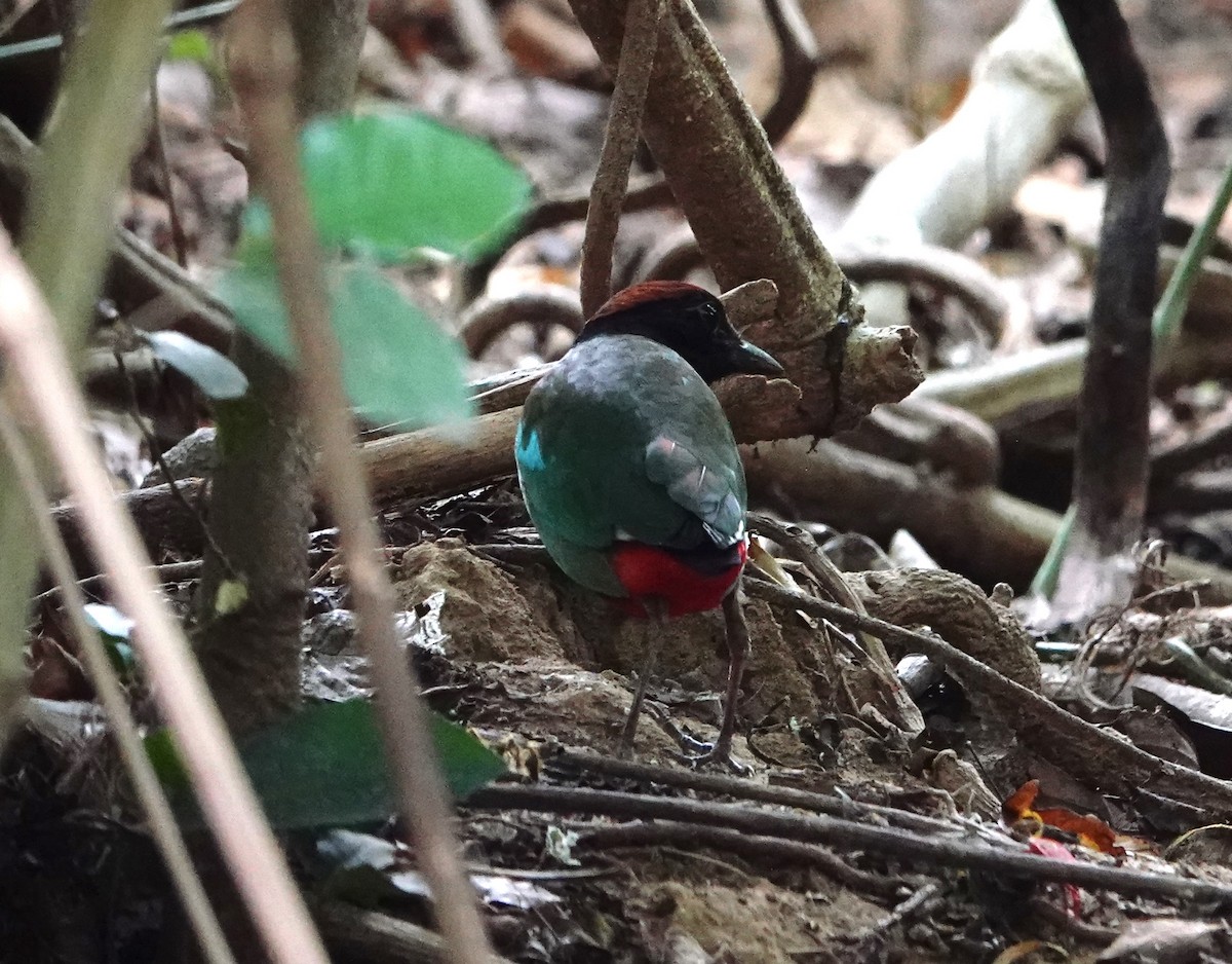 Western Hooded Pitta (Chestnut-crowned) - ML617553507