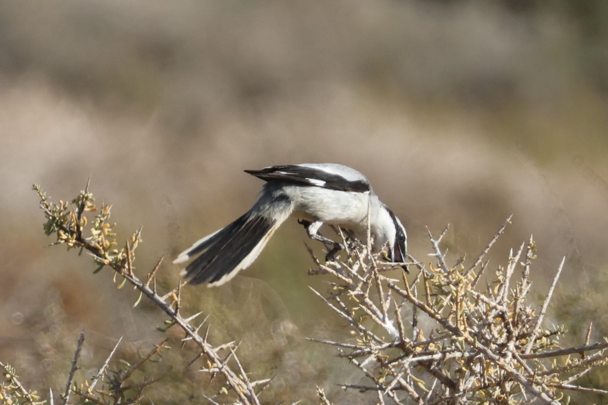 Great Gray Shrike (Sahara) - ML617553564