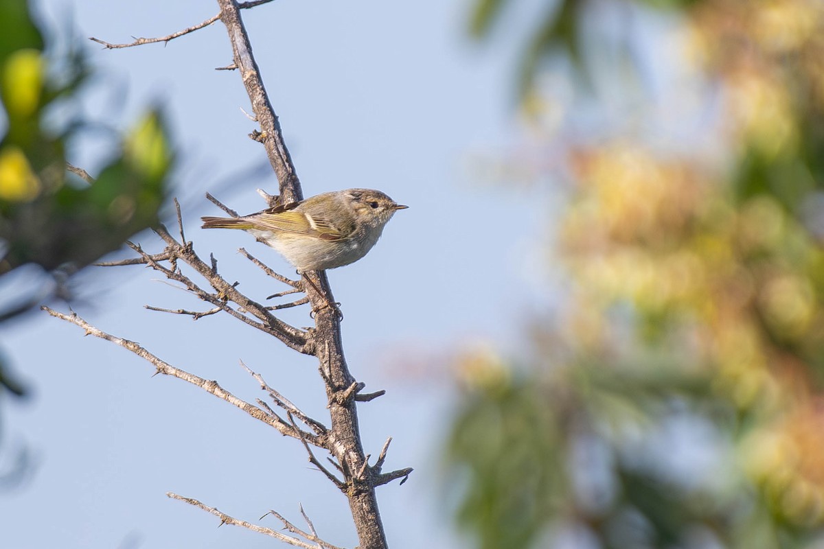 Hume's Warbler - ML617553571