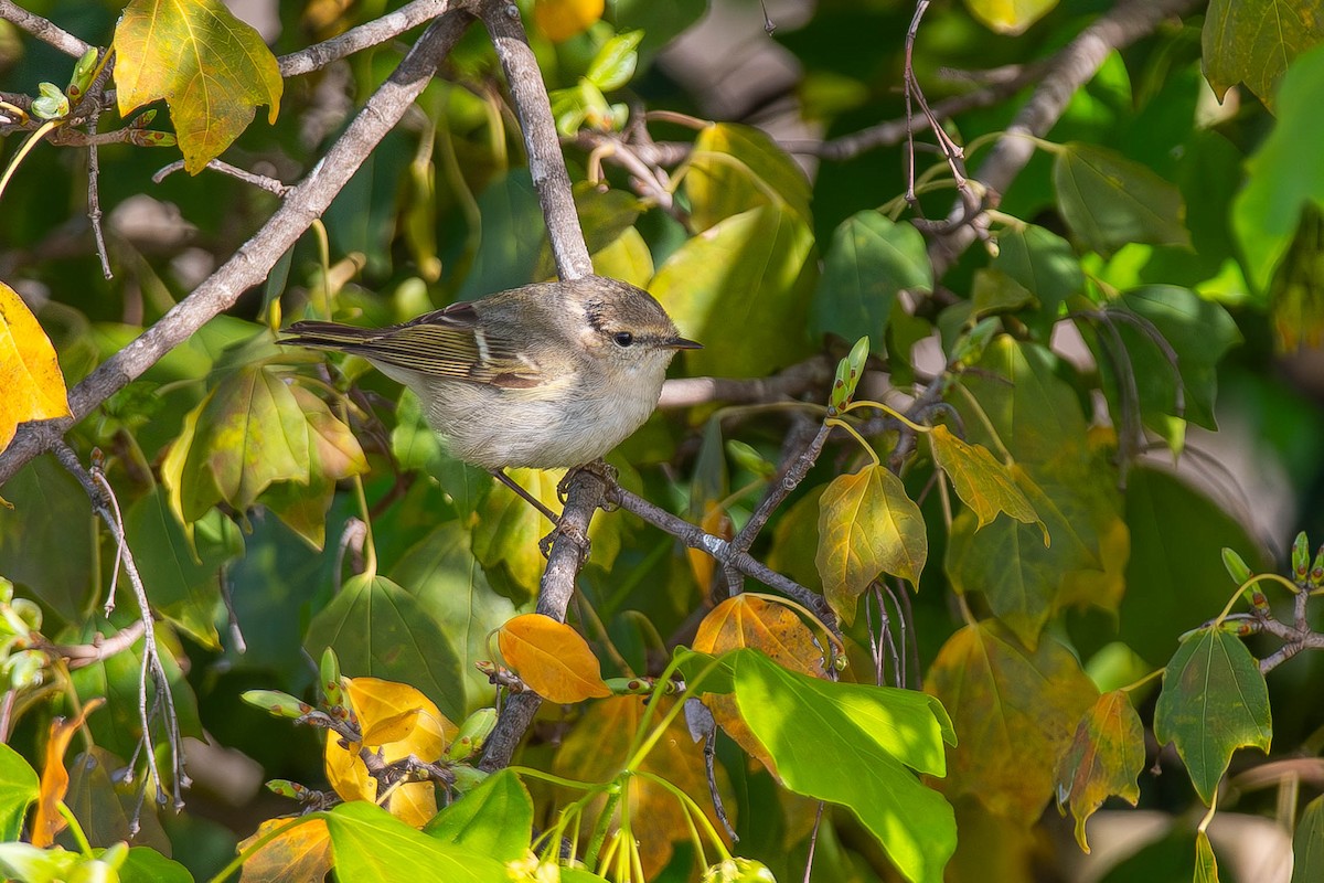 Hume's Warbler - ML617553572