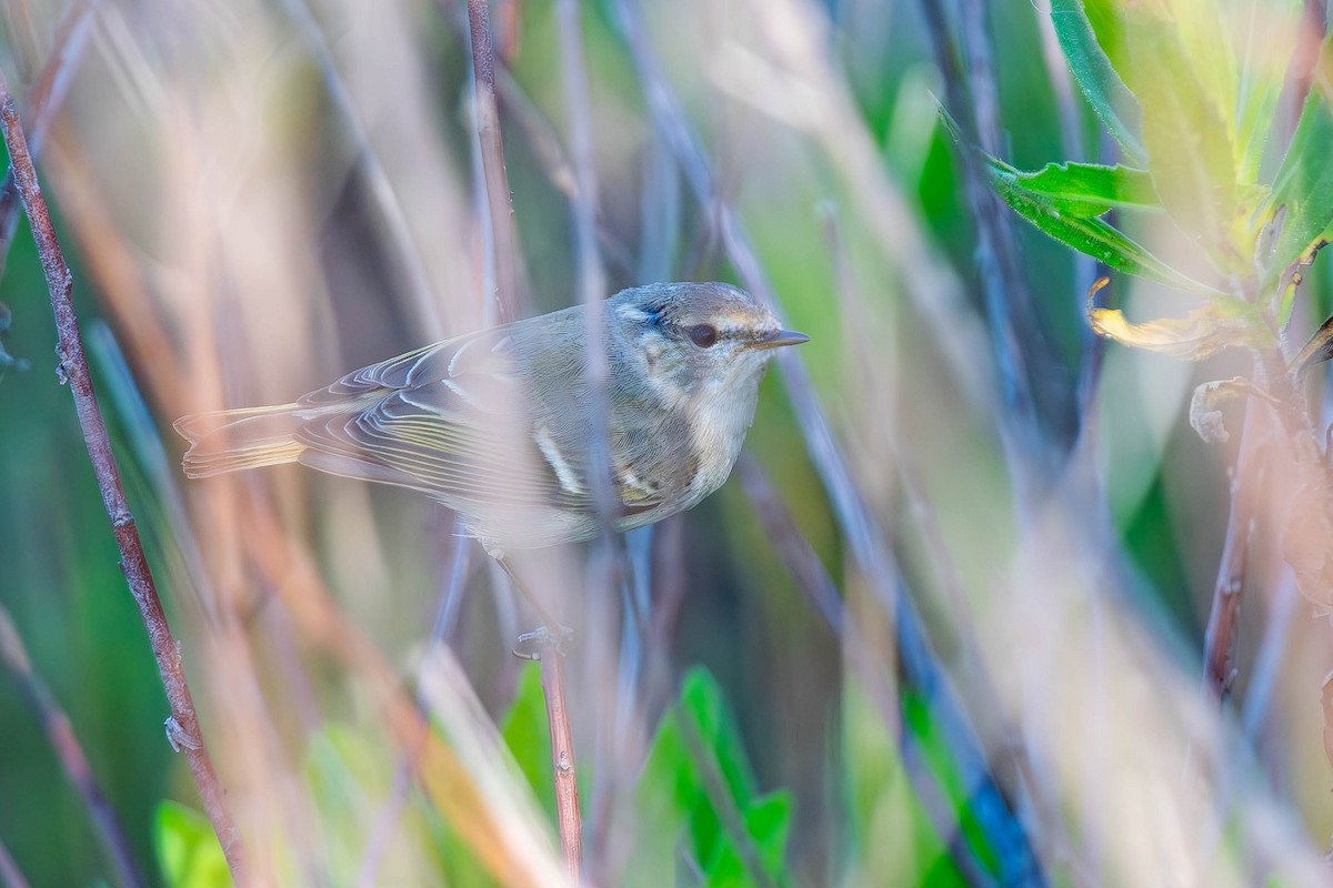 Hume's Warbler - ML617553574
