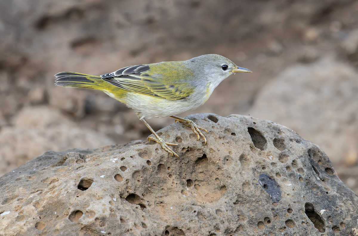 Yellow Warbler (Galapagos) - Ernst Mutchnick
