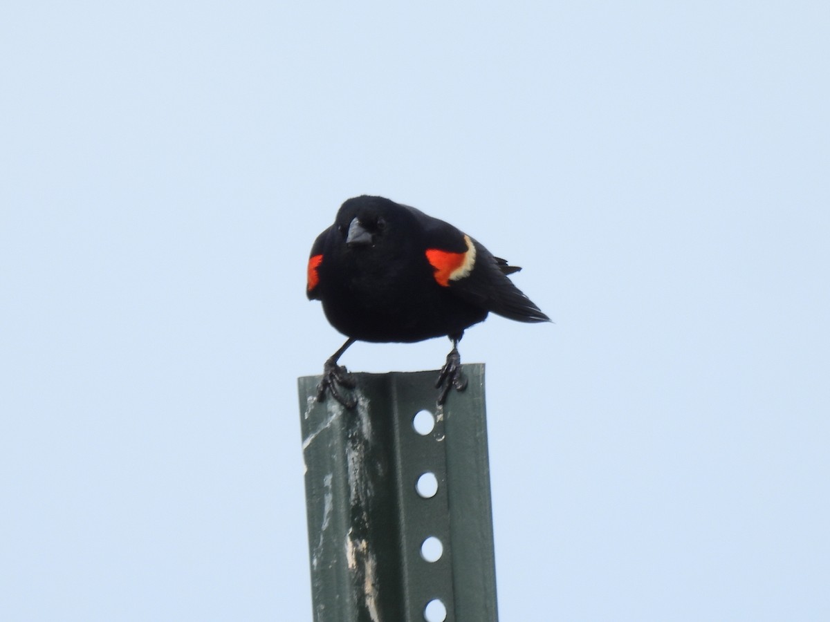 Red-winged Blackbird - ML617553630