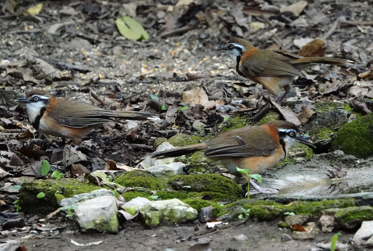 Lesser Necklaced Laughingthrush - David Diller