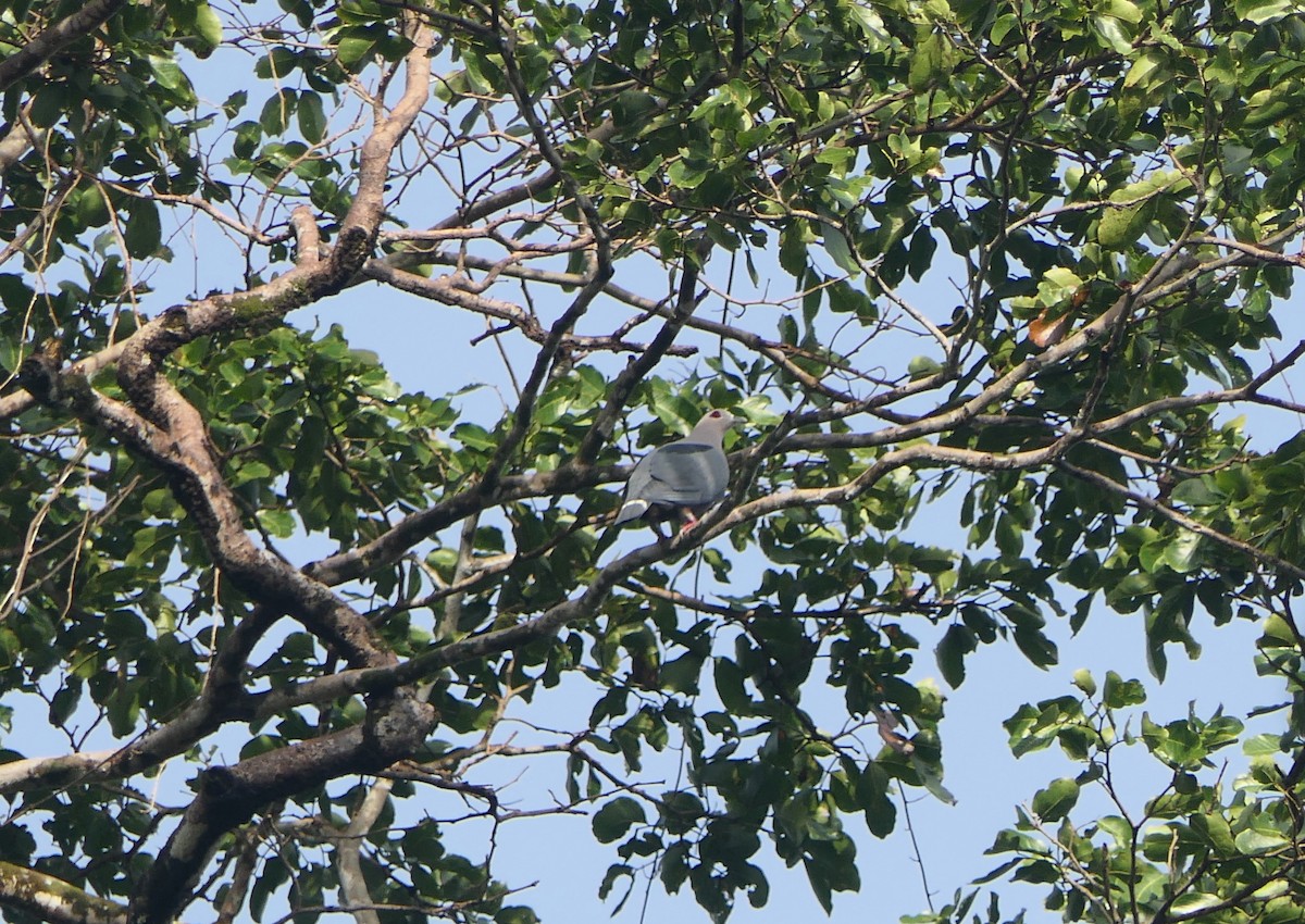 holub stromový - ML617553684