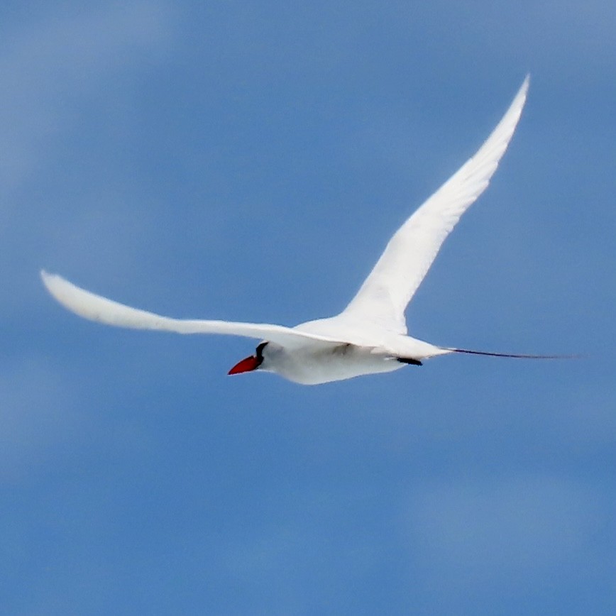 Red-tailed Tropicbird - ML617553802