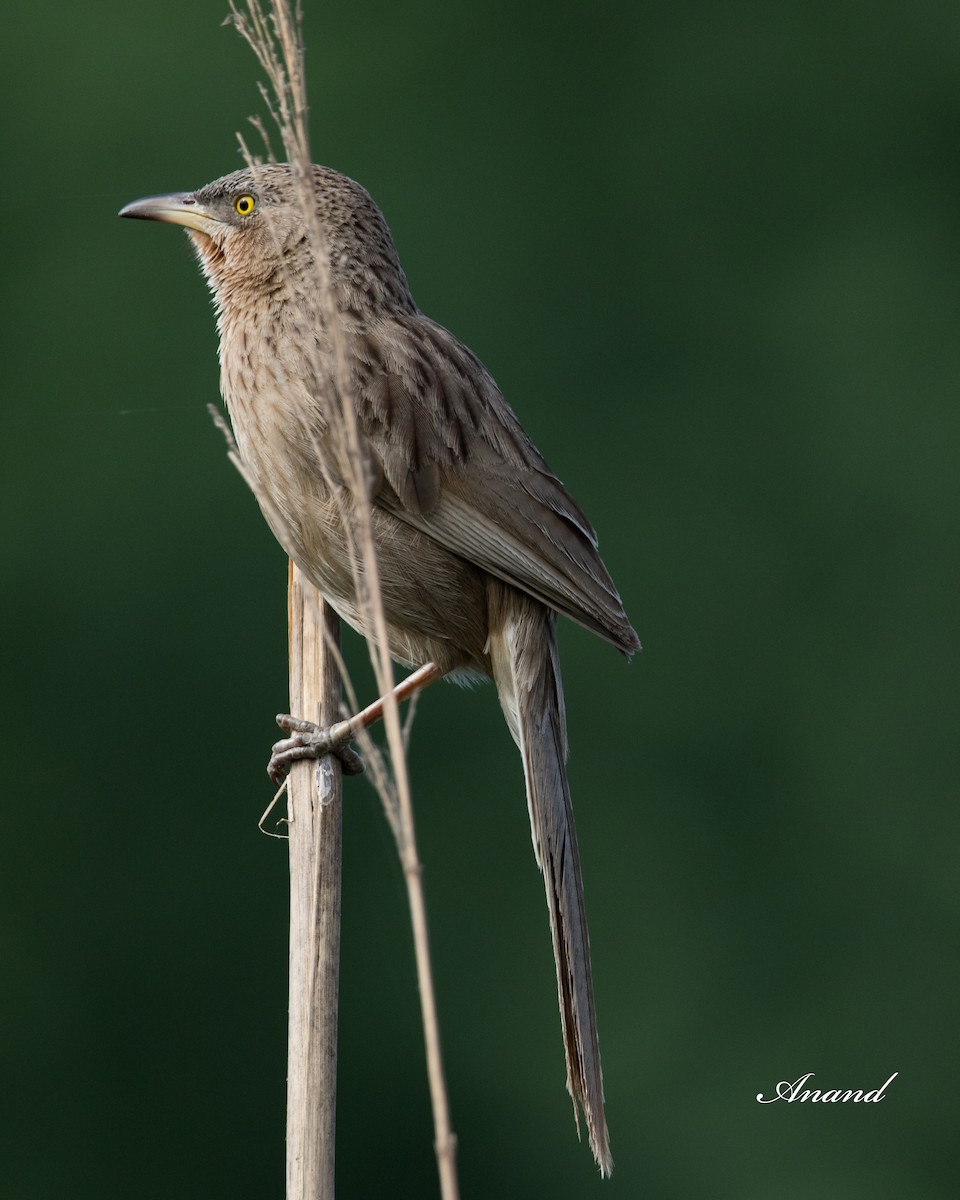 Striated Babbler - Anand Singh