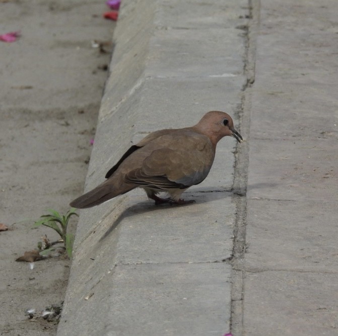 Laughing Dove - ML617553895