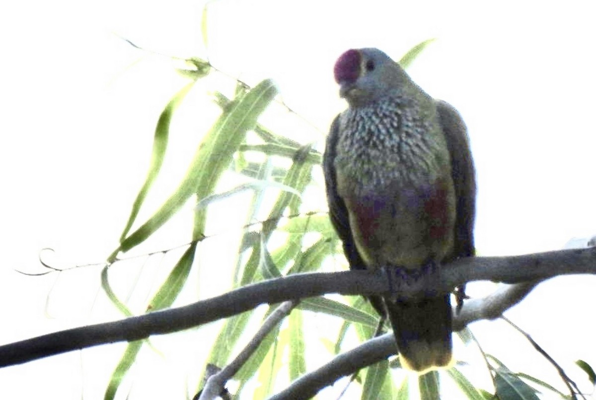 Rose-crowned Fruit-Dove - ML617553933