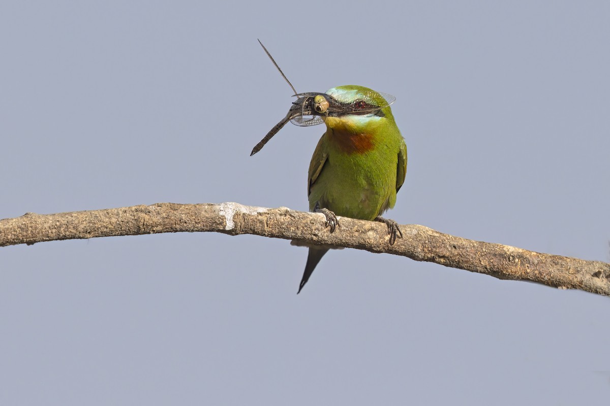 Blue-cheeked Bee-eater - ML617553955