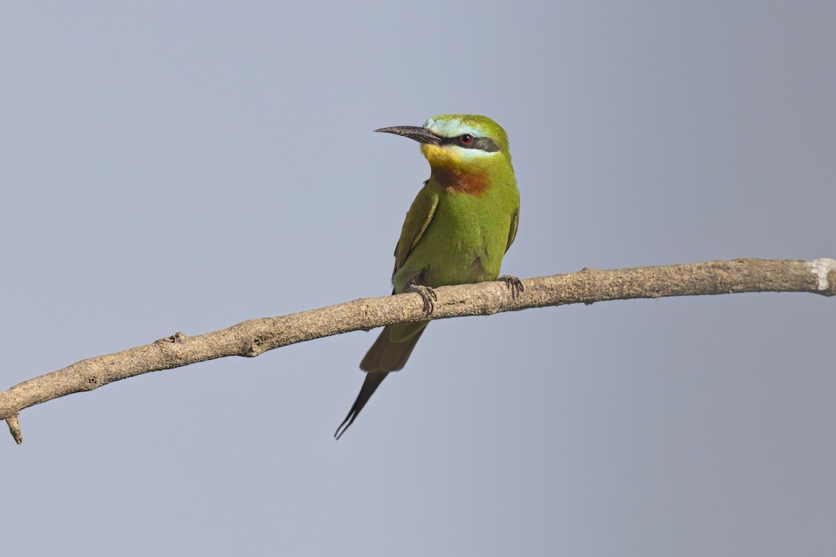Blue-cheeked Bee-eater - ML617553956
