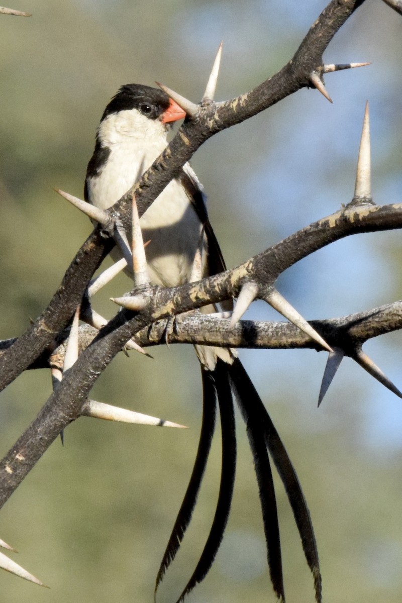 Pin-tailed Whydah - ML617554006