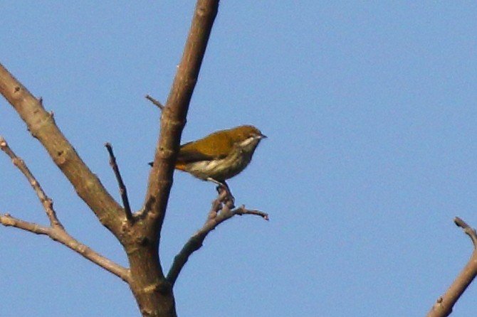 Yellow-vented Flowerpecker - Parikshit Khisty