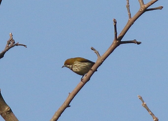 Yellow-vented Flowerpecker - Parikshit Khisty