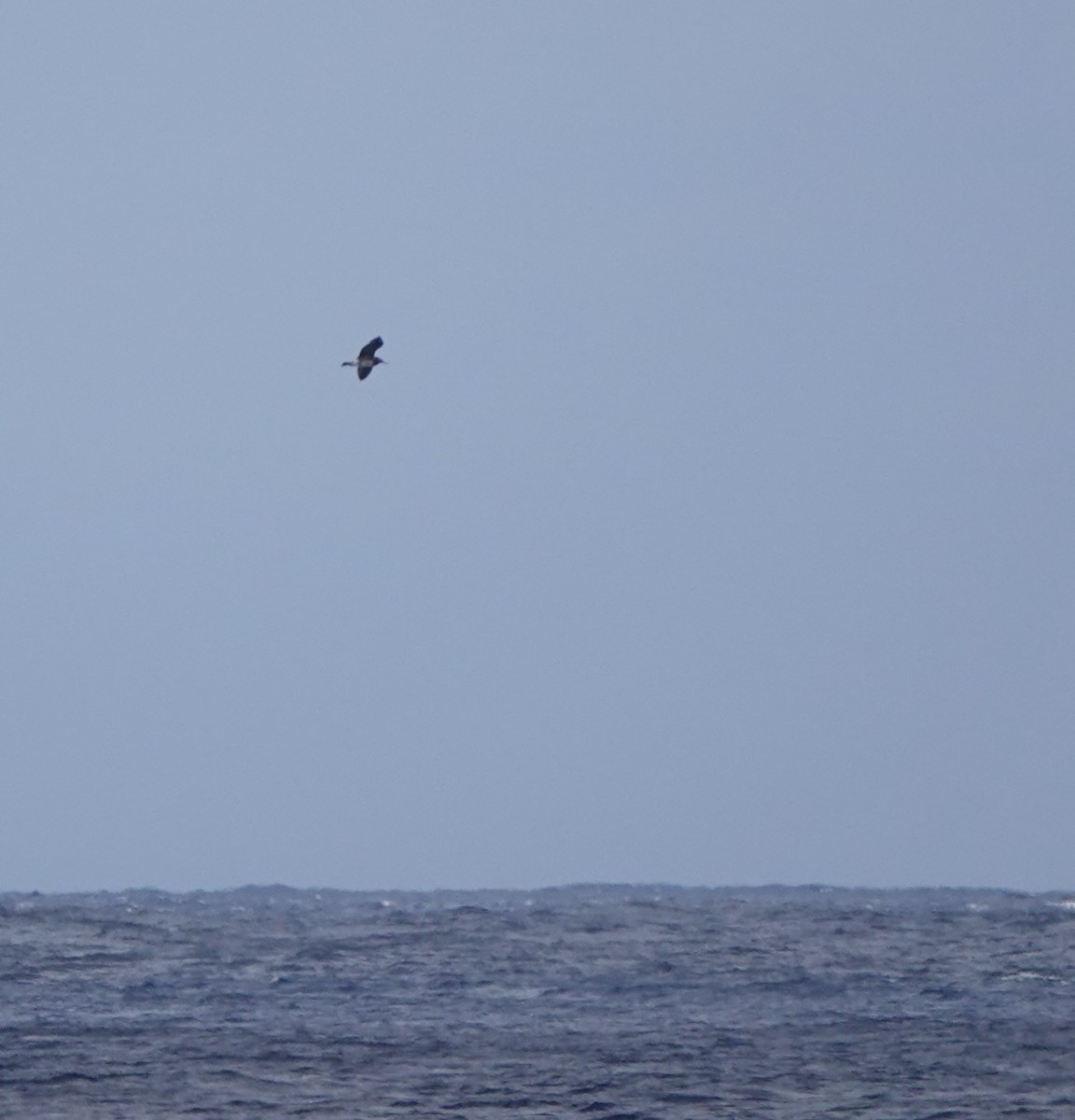 Black-tailed Gull - ML617554149