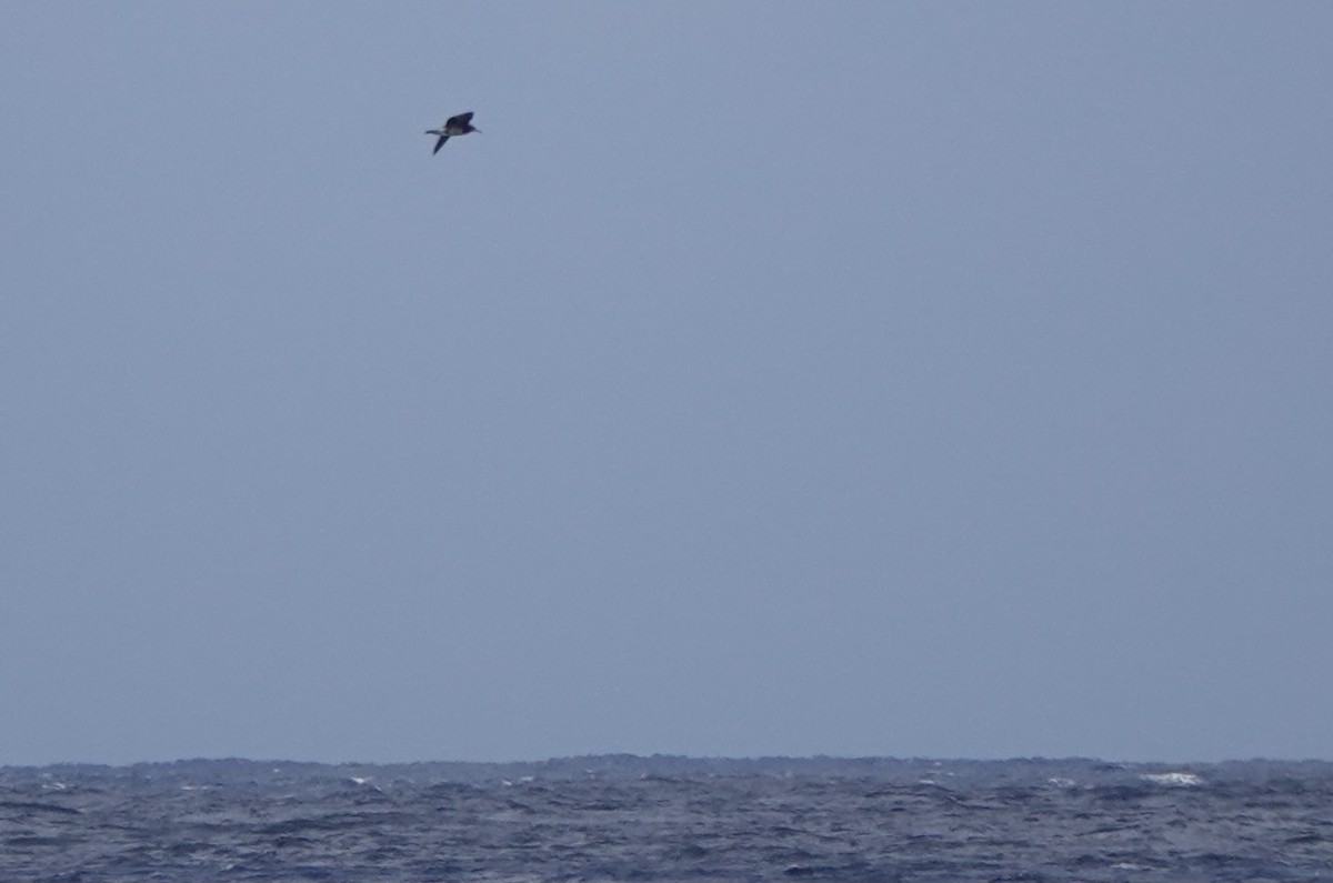 Black-tailed Gull - ML617554150