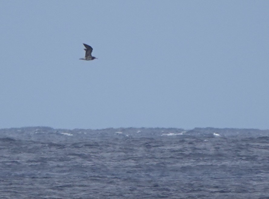 Black-tailed Gull - ML617554152