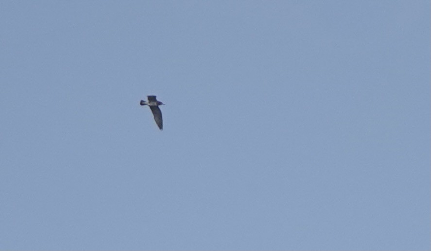 Black-tailed Gull - ML617554155