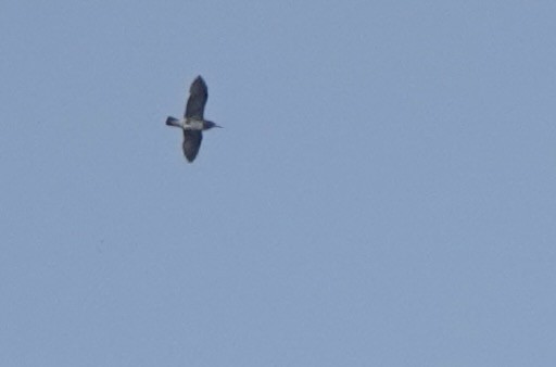 Black-tailed Gull - ML617554157