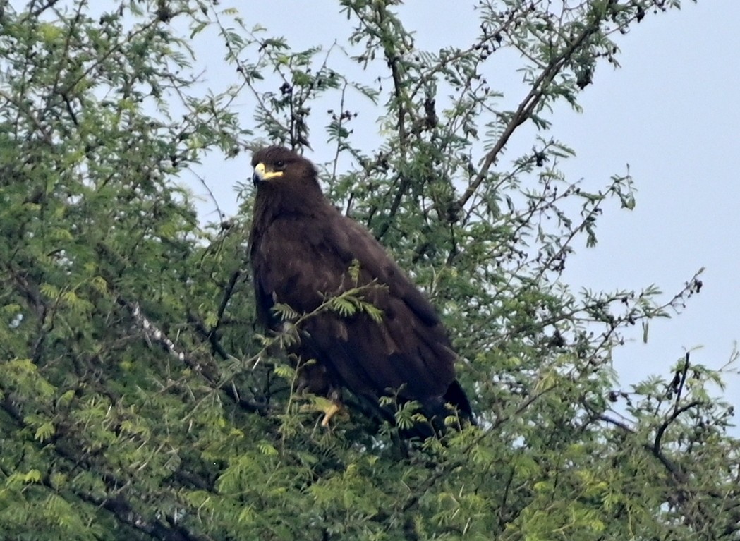 Greater Spotted Eagle - ML617554267