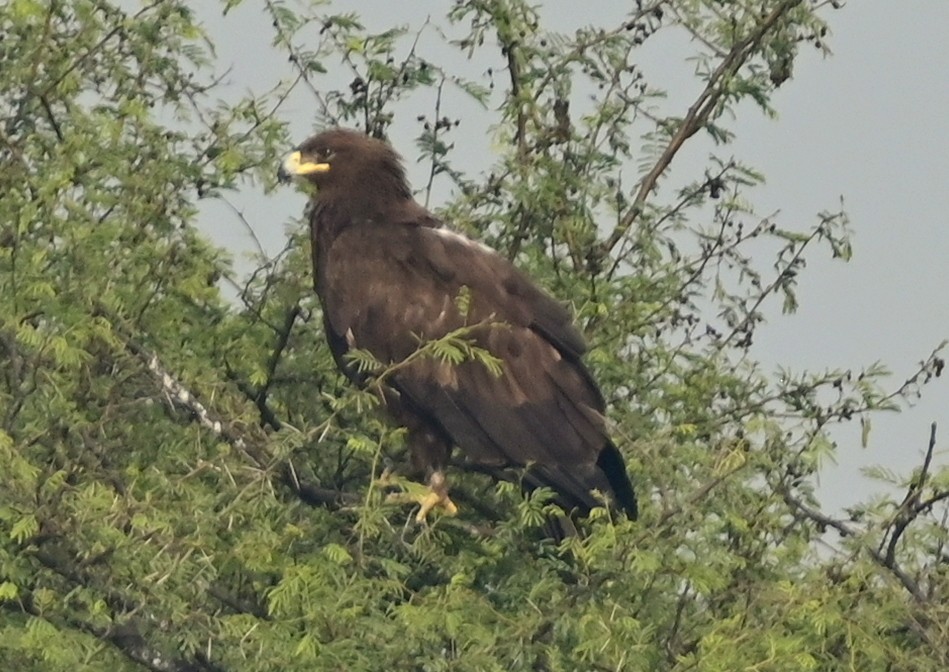 Greater Spotted Eagle - ML617554270