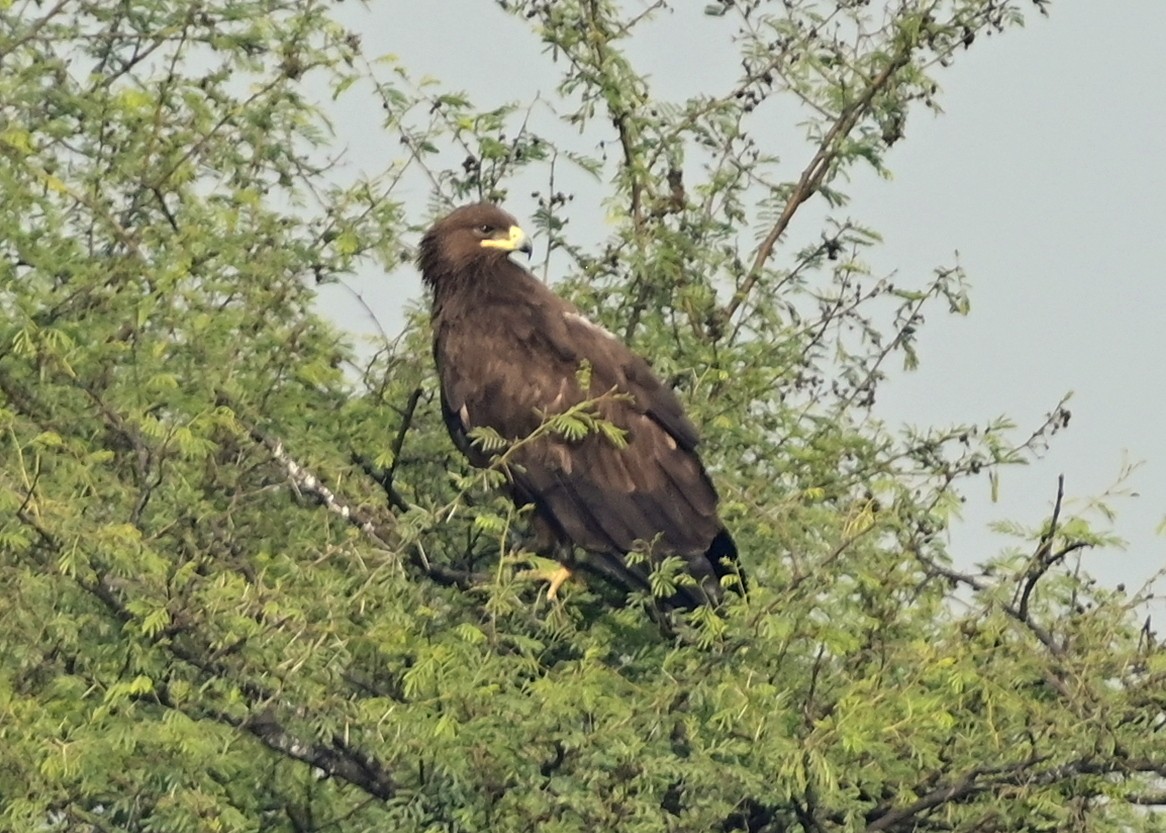 Greater Spotted Eagle - ML617554271