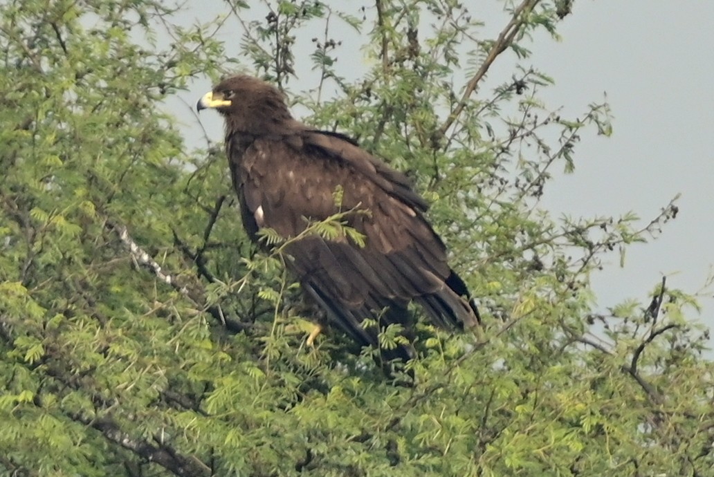 Greater Spotted Eagle - ML617554272
