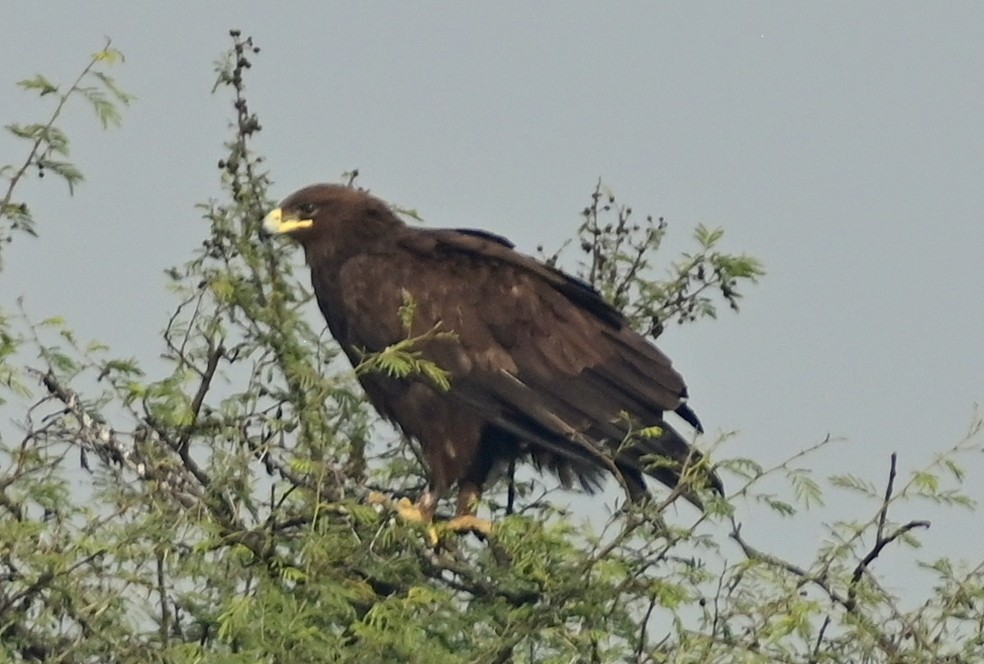 Greater Spotted Eagle - ML617554273