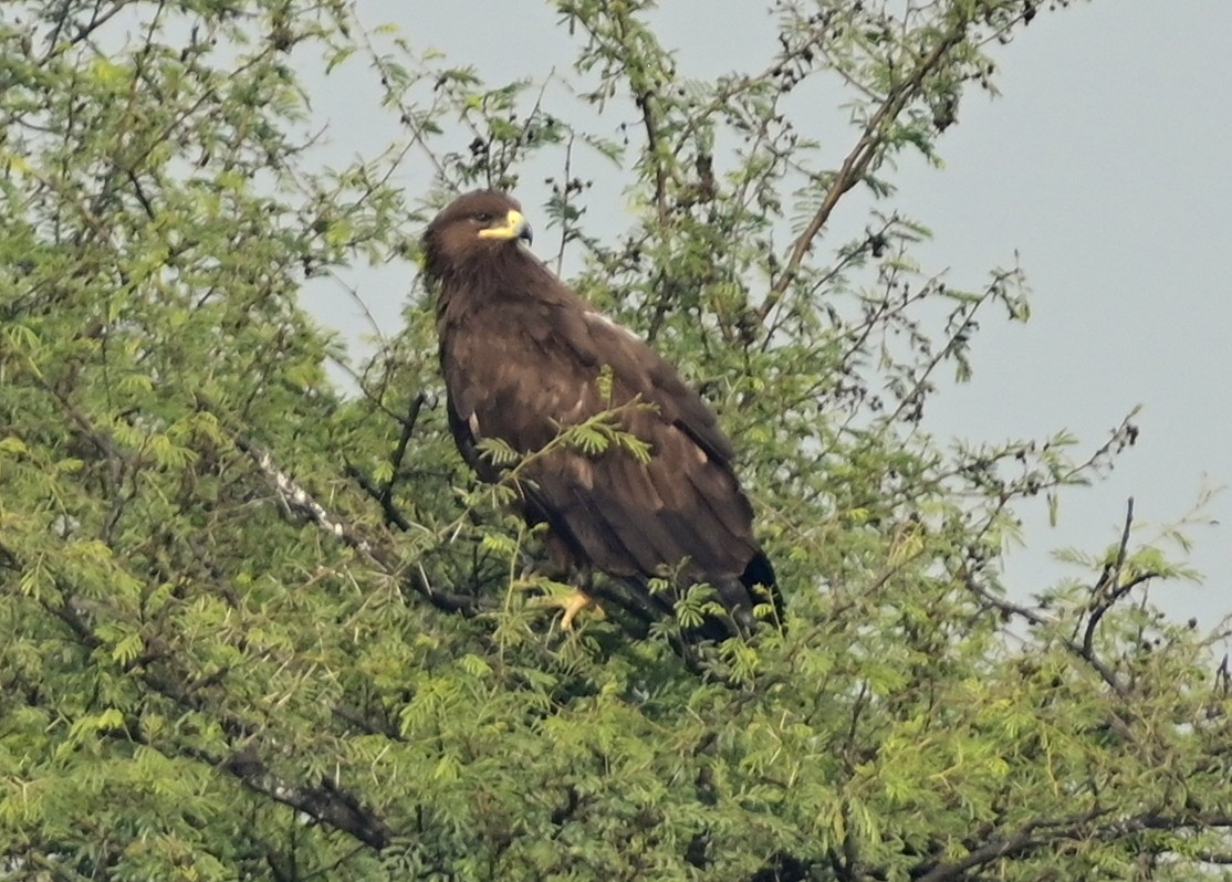 Greater Spotted Eagle - ML617554274