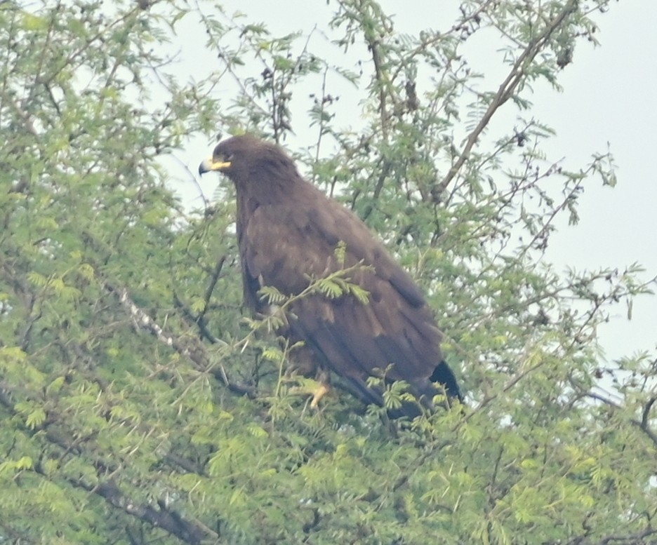 Greater Spotted Eagle - ML617554275