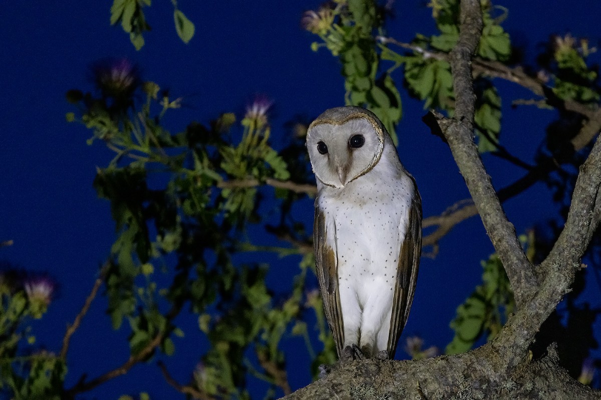 Barn Owl (Eastern) - ML617554281