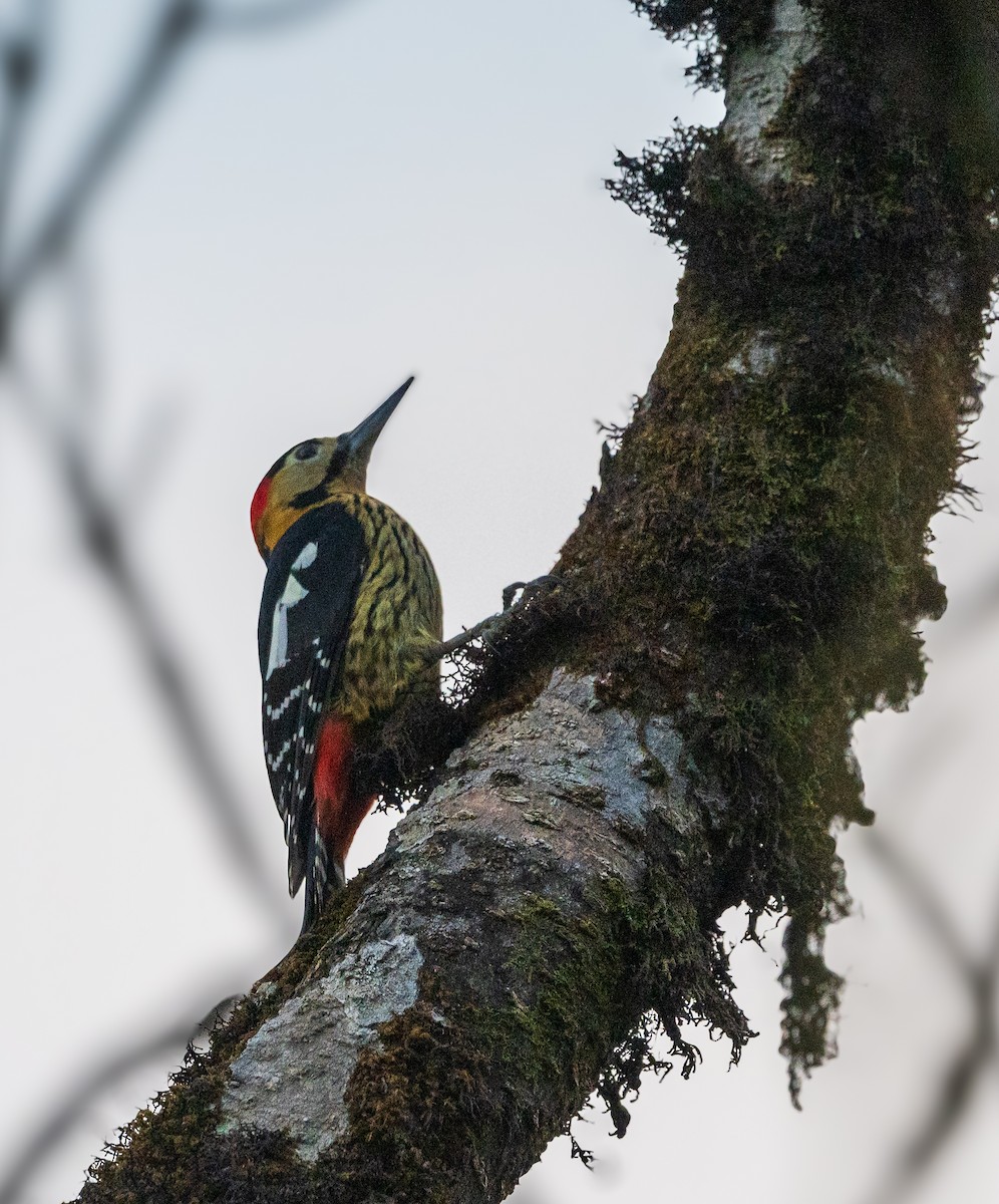 Darjeeling Woodpecker - Sushant Jadhav