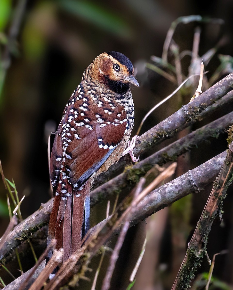 Spotted Laughingthrush - ML617554338