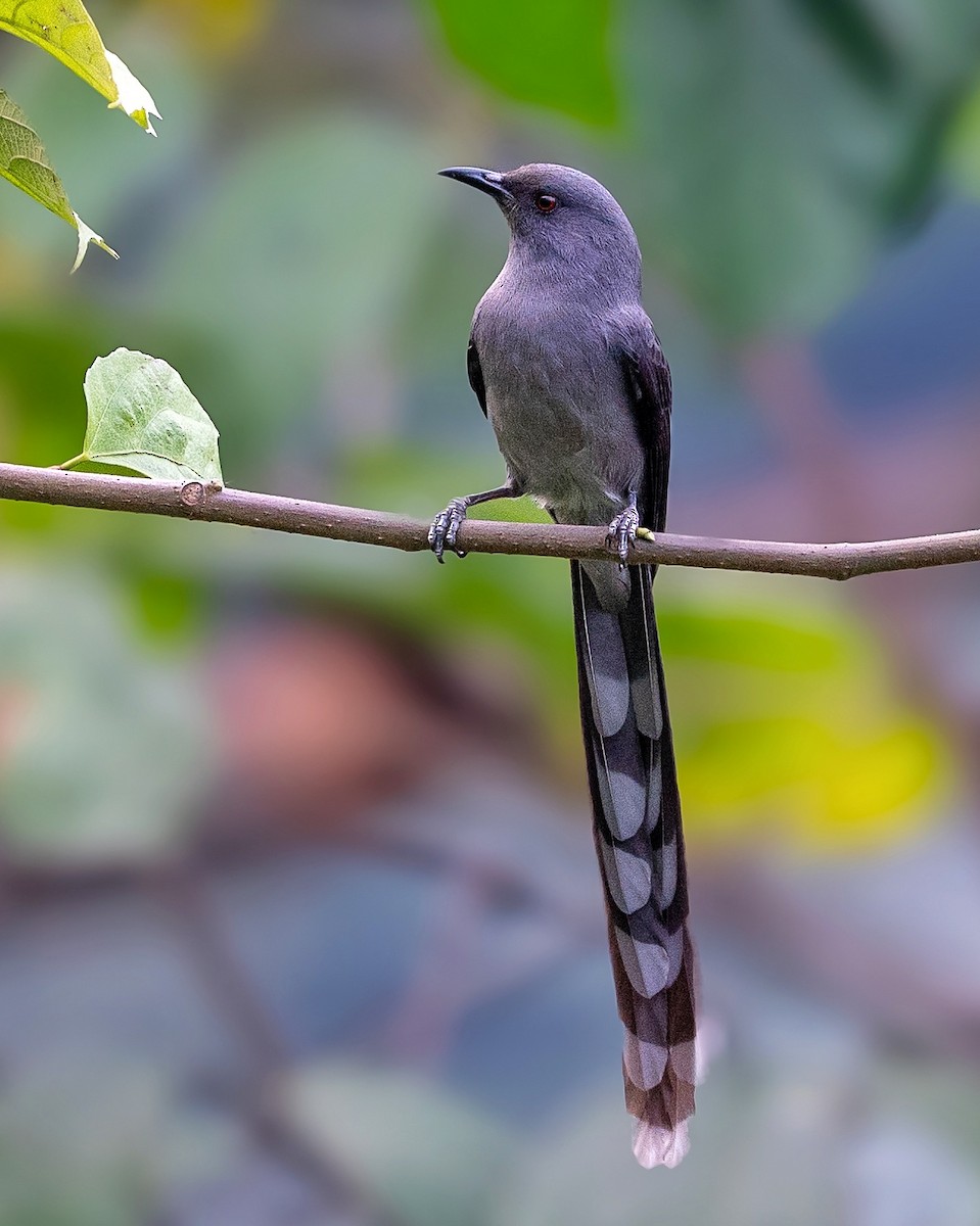Long-tailed Sibia - Sushant Jadhav
