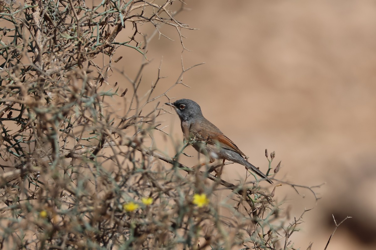 Spectacled Warbler - ML617554356