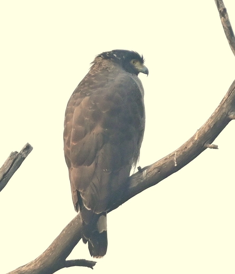Crested Serpent-Eagle - ML617554381