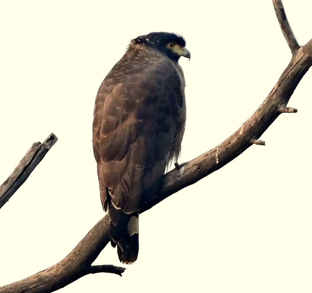 Crested Serpent-Eagle - ML617554383