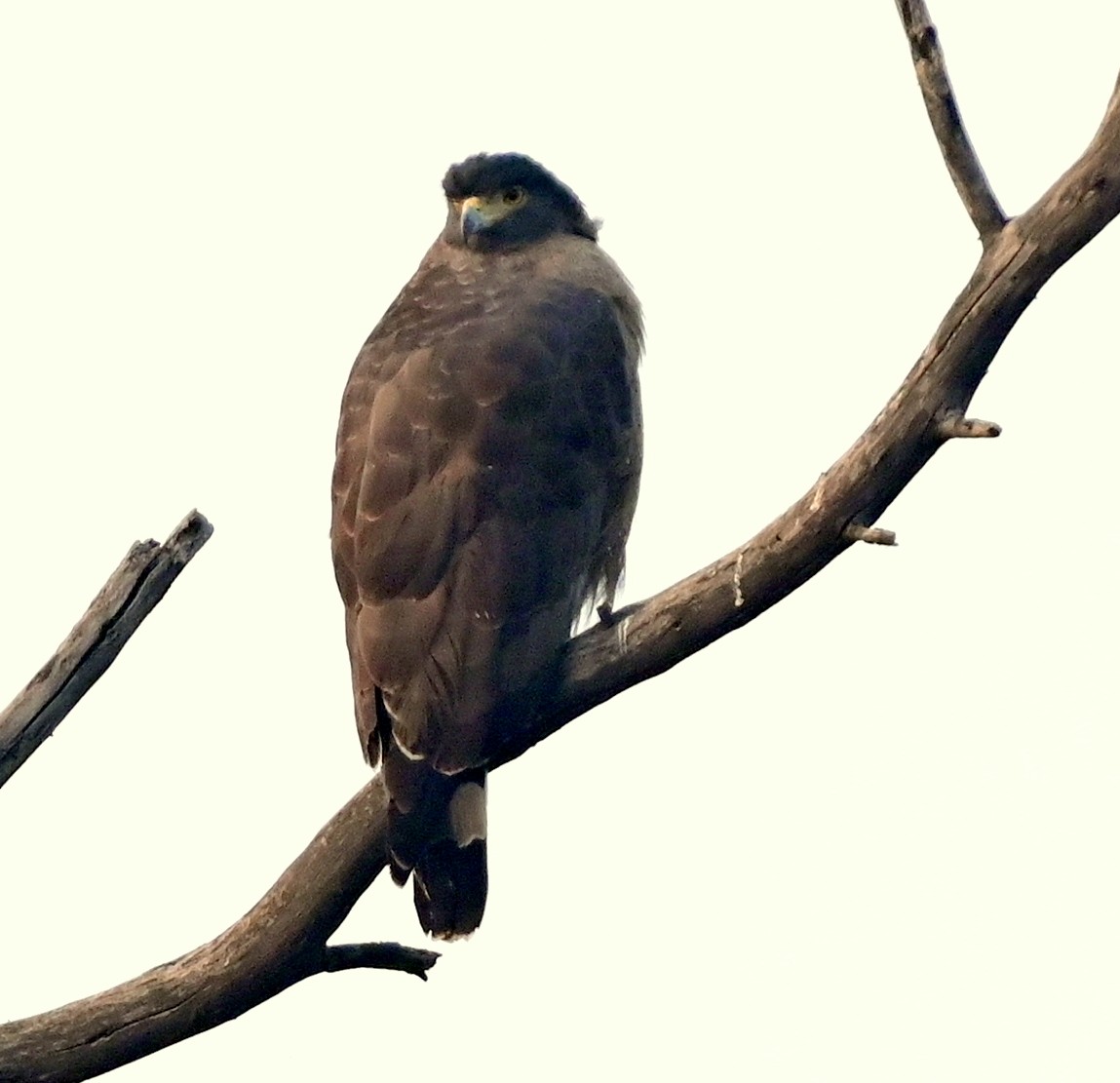 Crested Serpent-Eagle - ML617554384