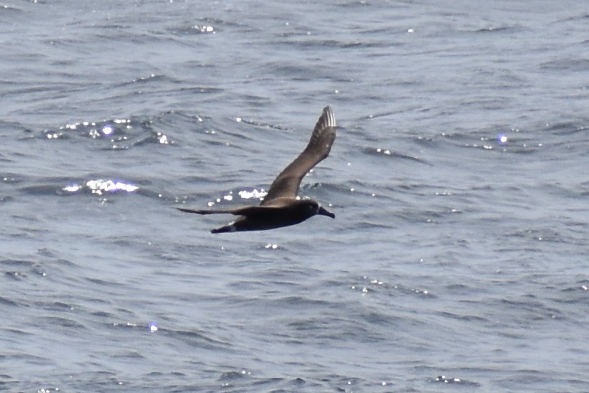albatros černonohý - ML617554431