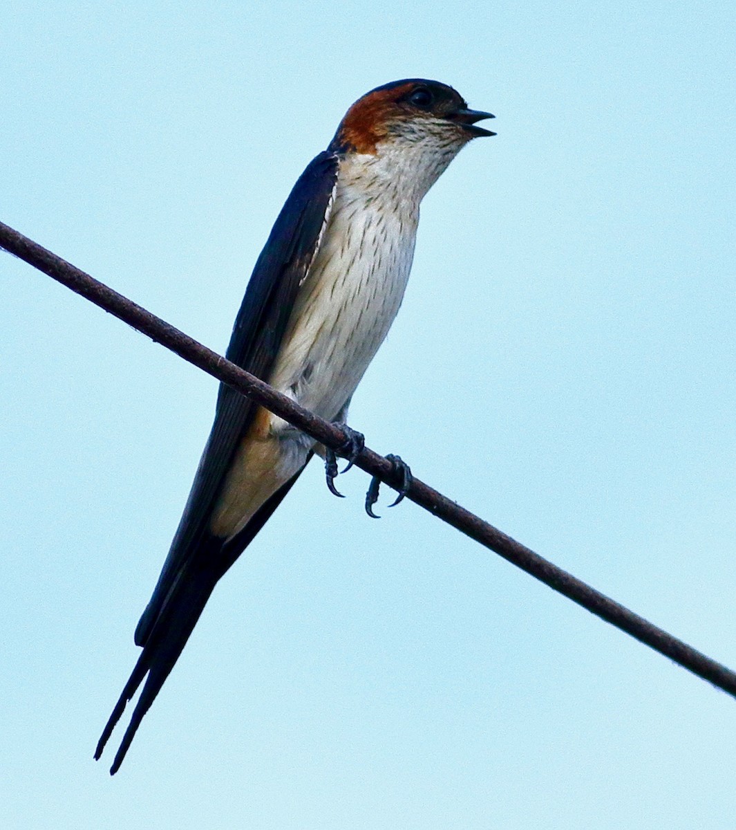 Red-rumped Swallow - ML617554448