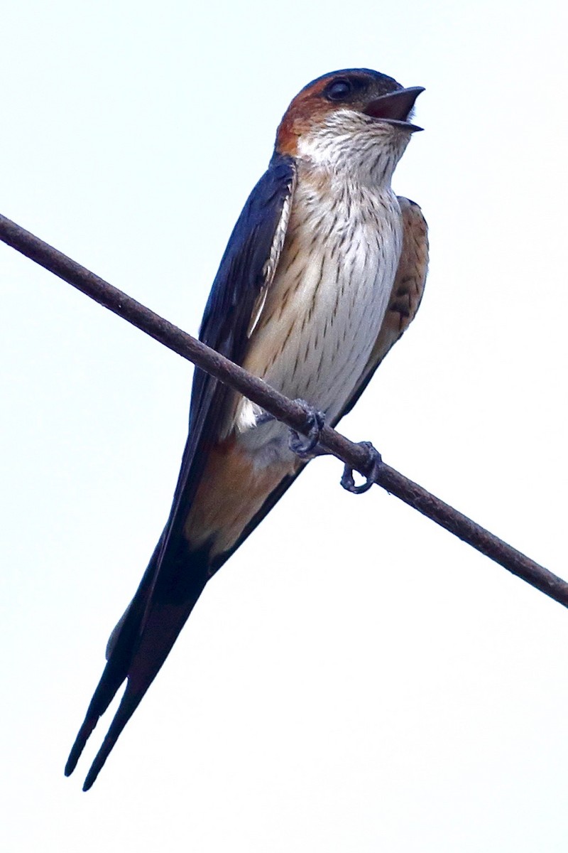 Red-rumped Swallow - ML617554449