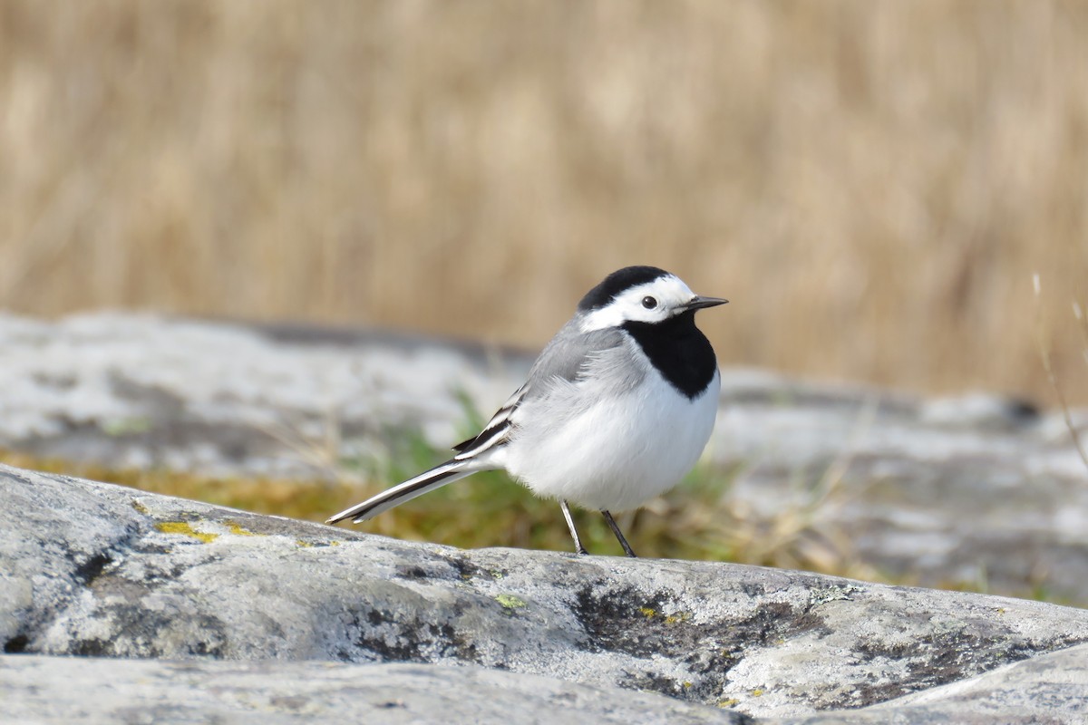 White Wagtail (White-faced) - ML617554501