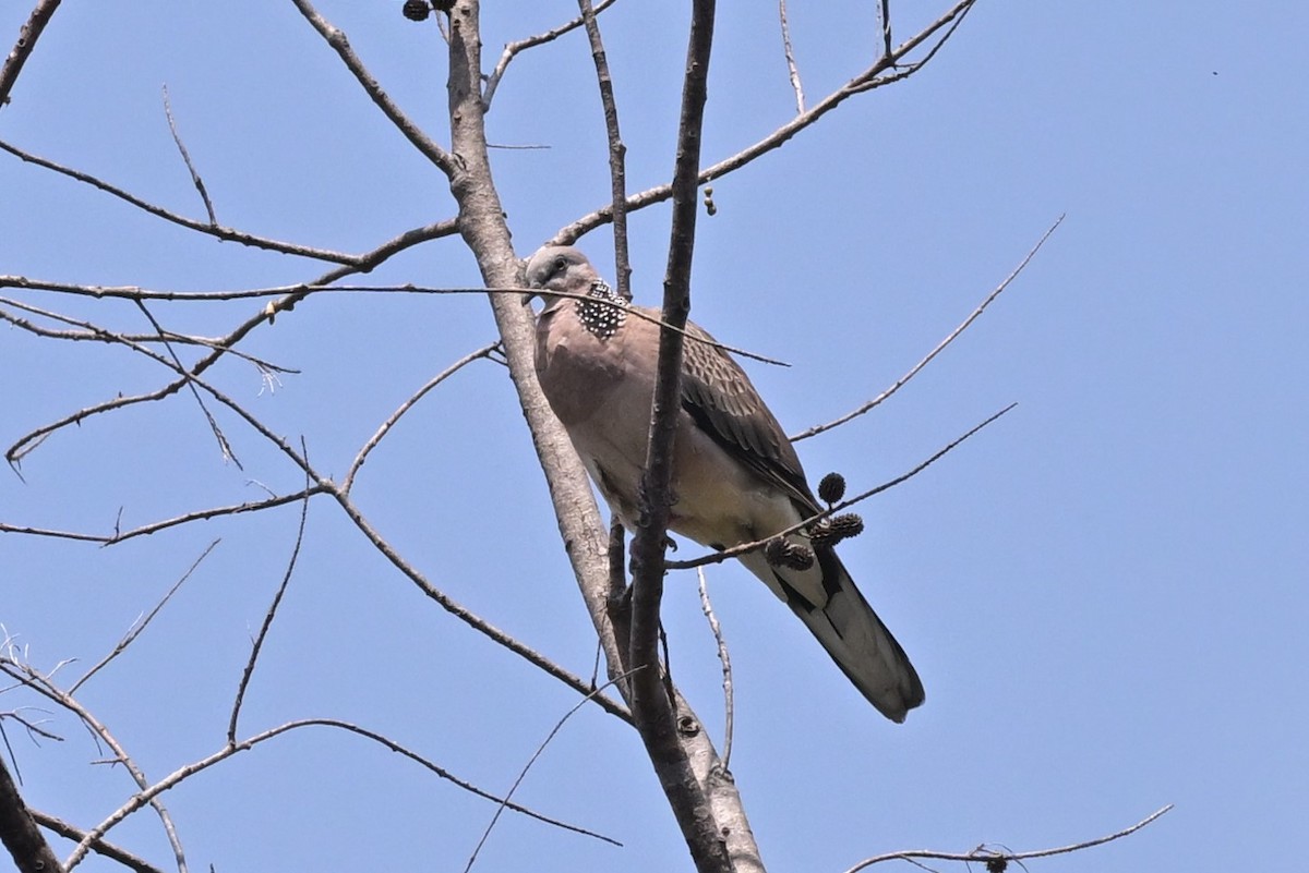 Spotted Dove (Eastern) - Nattagornb Poonmukdhamne