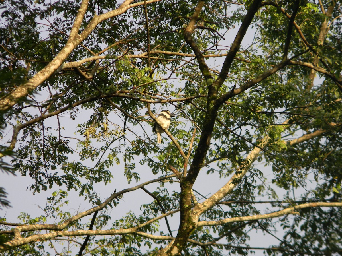 White-necked Puffbird - ML617554518