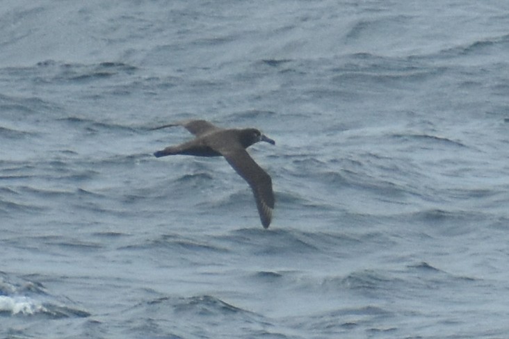 Black-footed Albatross - JD Paes