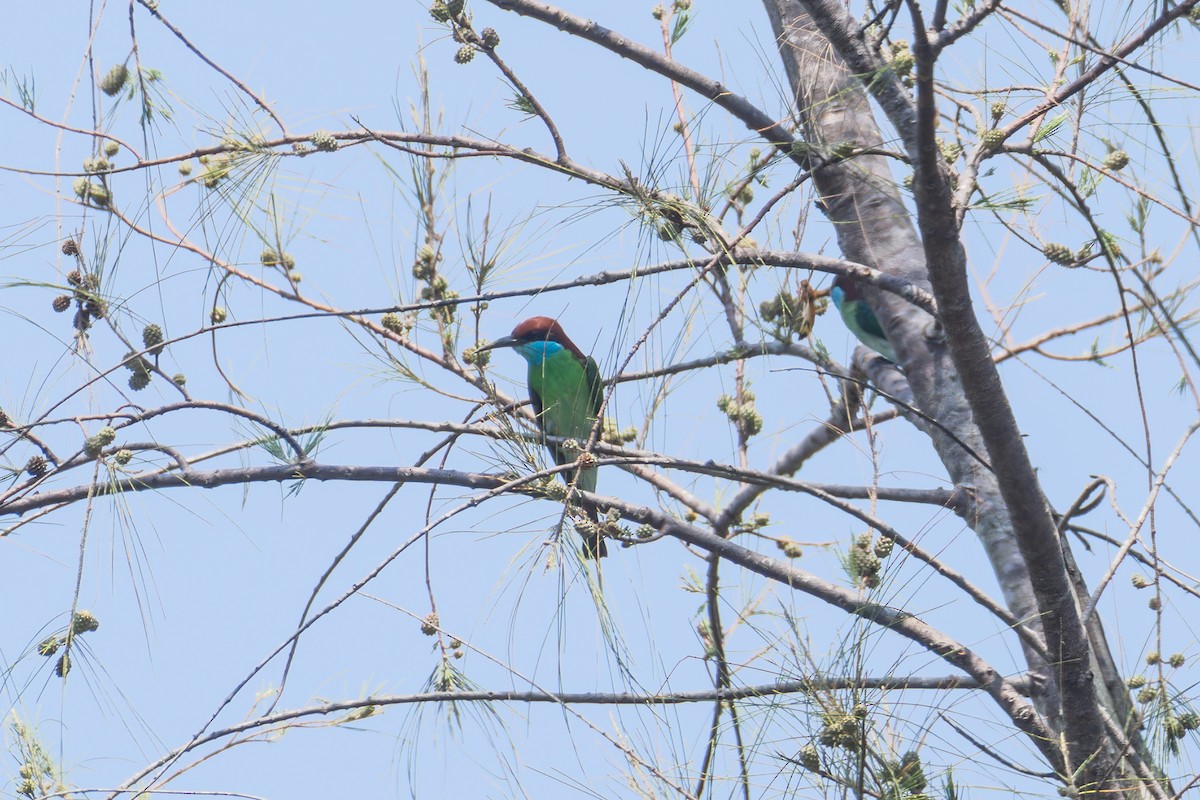 Blue-throated Bee-eater - ML617554555