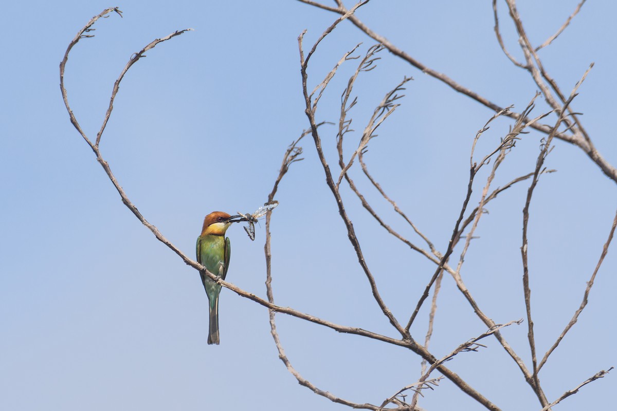 Chestnut-headed Bee-eater - Wich’yanan Limparungpatthanakij